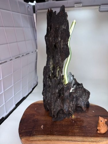 Driftwood lamp on a wooden base